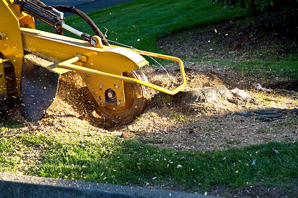 Professional Tree Service in Calvert, TX